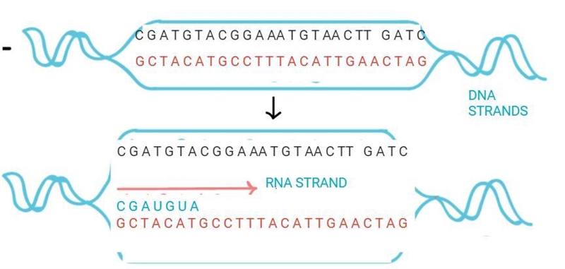 Draw a basic picture to show how proteins are made from DNA by transcription and translation-example-1