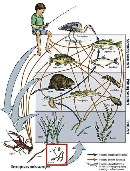 I need a small example of a food web. (It does not need to be lengthy) I just need-example-1