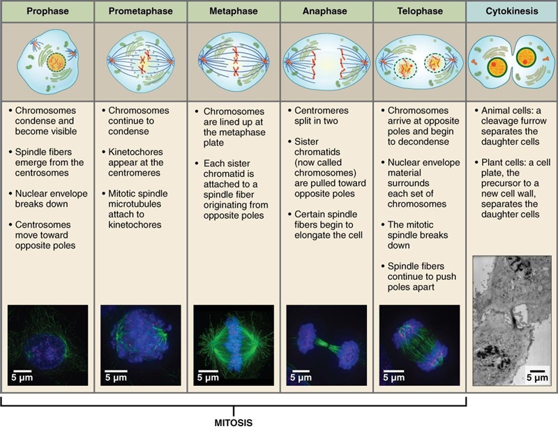 During plant cell replication the division of the cytoplasm is called?A. CyttohydolsisB-example-1