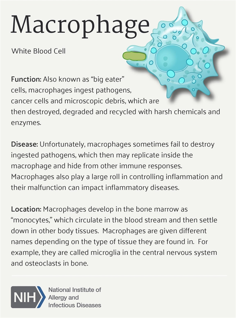 Answer is C, but doesn’t monocyte form into macrophages outside the bone marrow?-example-1