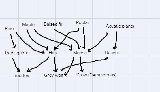 Show a food web of an ecosystem in a temperate climate Make sure to show how to draw-example-1