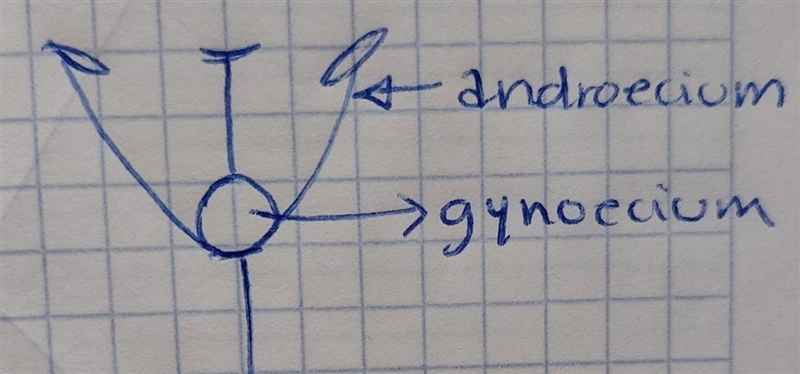 Sketch a botanically “perfect” flower. Label all the relevant parts.-example-1