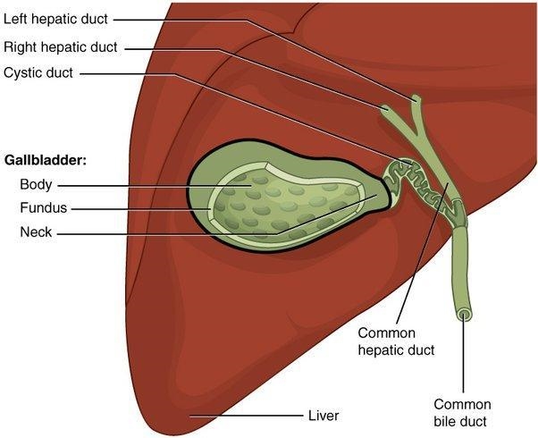 What is the toll of the gallbladder-example-1