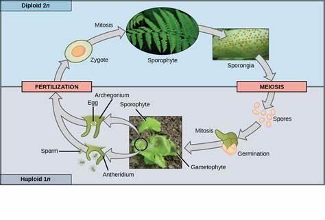 In ferns, the plant structure that produces sperm and egg cells is known as which-example-1