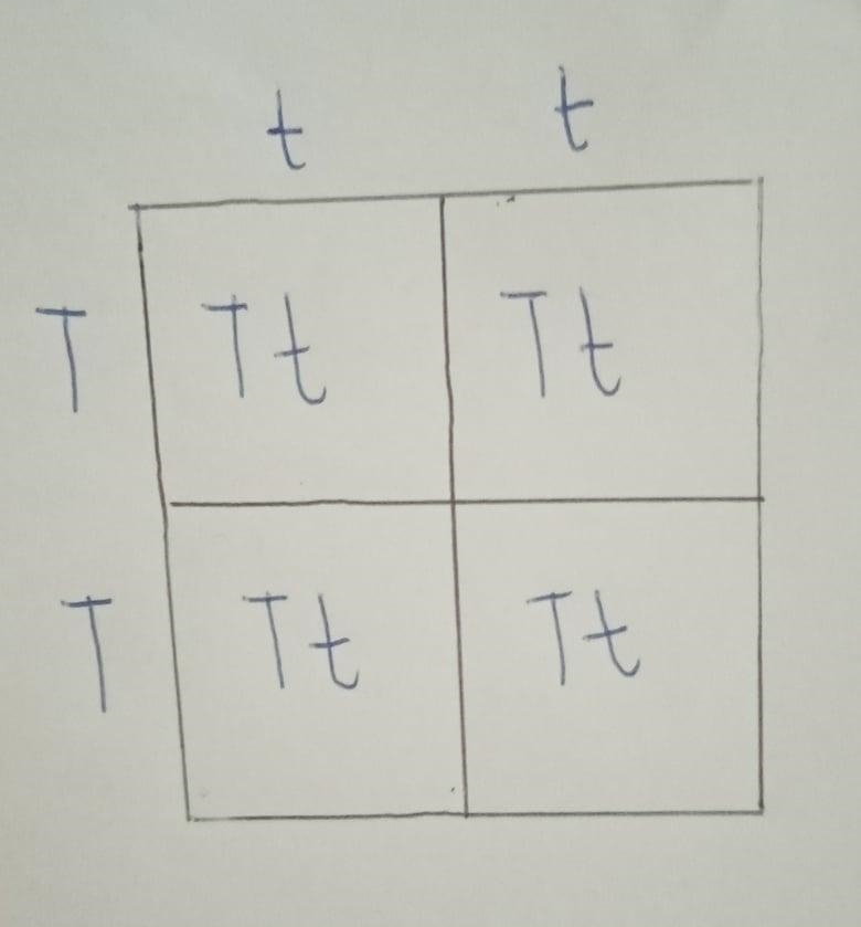 2. A plant which is homozygous short (tt) is crossed with a plant that is homozygous-example-1