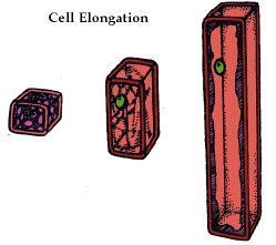 Explain the concept of growth using these terms: differentiate, meristem, elongation-example-1