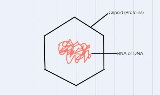 What are some structural similarities between most viruses and what are the functions-example-1