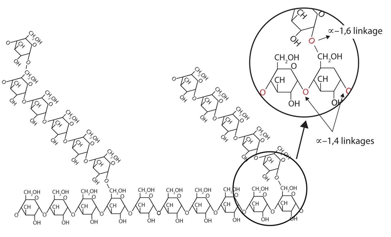 A student looks at a model of a glucose polymer and sees that it has many branch points-example-1