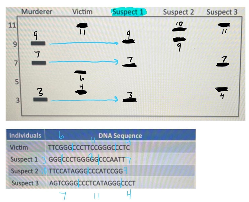 Determine the DNA fingerprint for the the victim and three suspects by cutting the-example-1