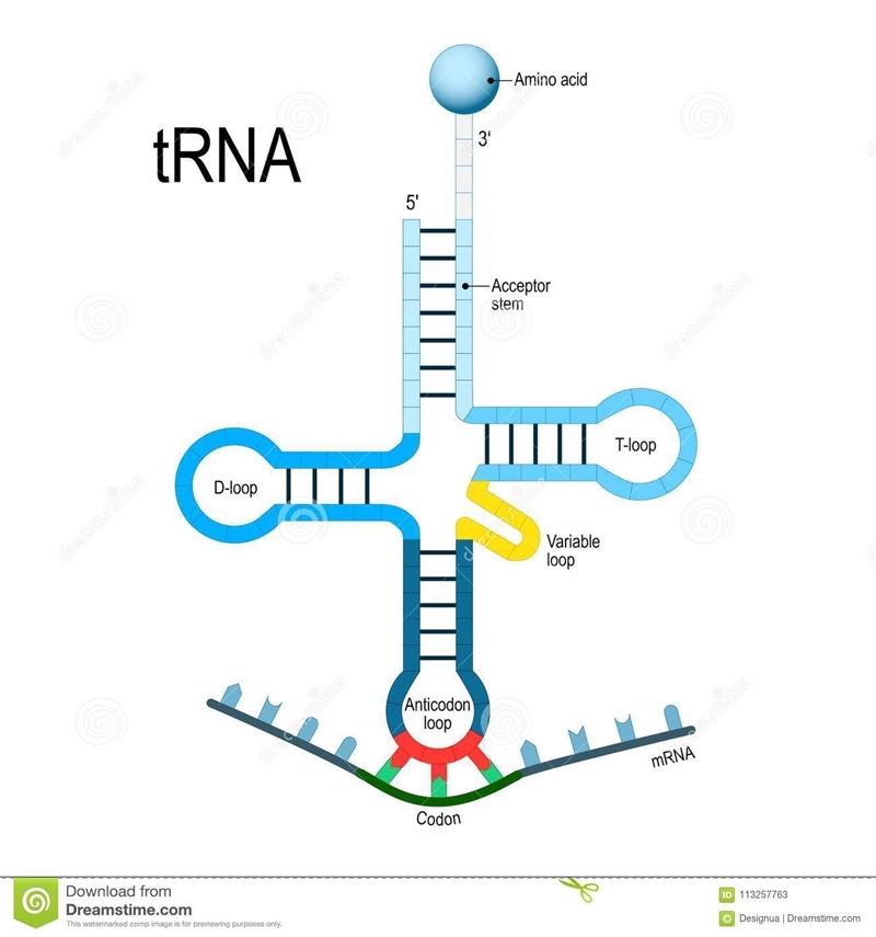 What is the special tRNA that carries methionine and is used tobegin translation?-example-1