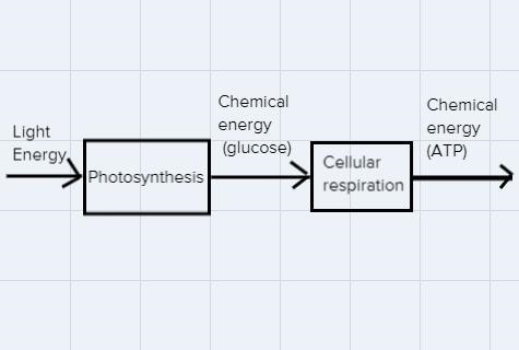 Which graphic organizer best compates the energy imputs and outputs of cellular respiration-example-1