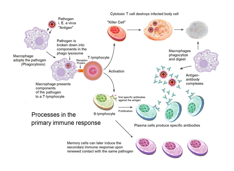 How does your body protect itself from antigen?-example-1