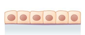 What is the name of the epithelium whose main functions are secretion and absorption-example-1