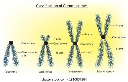 The diagram below represents a microscopic structure observed during the process of-example-1