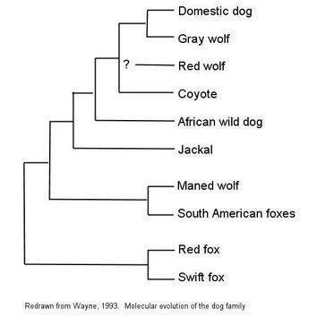 make a Phylogenetic TreeSunflower Edible mushroomsHumans Gray wolfAmerican crocodileBald-example-1