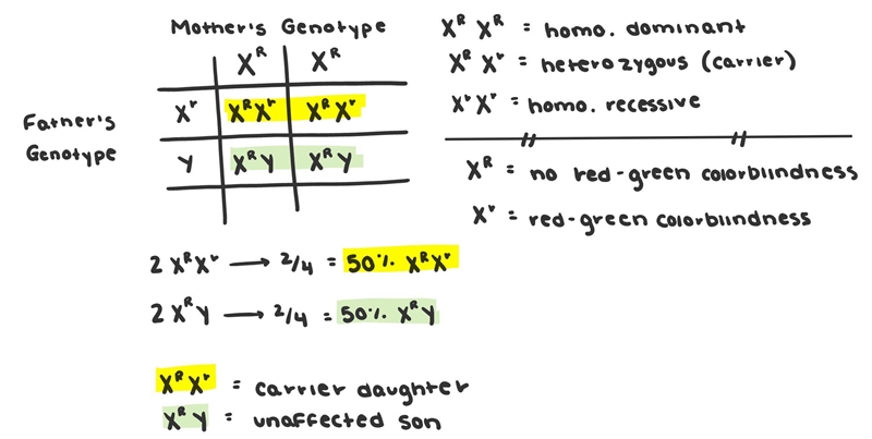 A father has red-green colorblindness, meaning his X chromosome carries the X-linked-example-1