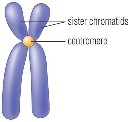 The point on the chromosome where the two sister chromatids are held together is called-example-1