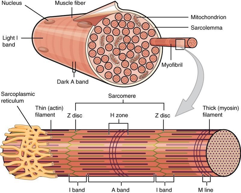 Muscles work together to produce movement. As one muscle _________ ., the other one-example-1