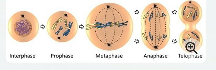 PLEASE HELP!!!!!! 100 points Which phase of cell division is shown? telophase anaphase-example-1