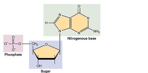 Complete the table with the corresponding DNA triplet, mRNA codon and tRNA anticodon-example-1