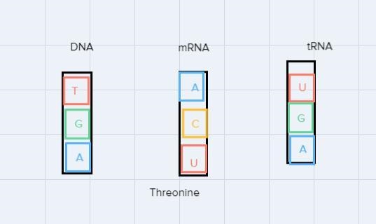 Complete the table with the corresponding DNA triplet, mRNA codon and tRNA anticodon-example-4