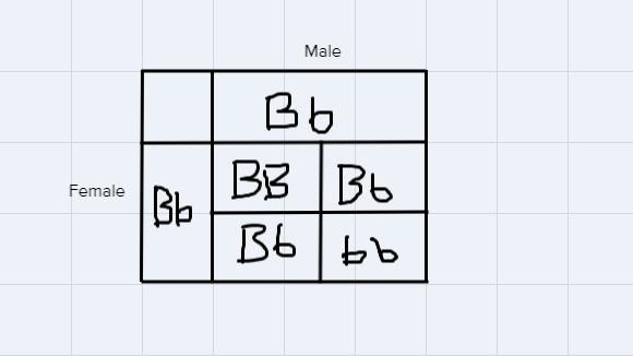 could someone please give me the answer to these two boxes ? I am very behind with-example-1