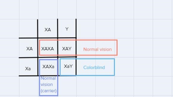 Two normal people have a colorblind son.What is the genotype of the dad?What is the-example-1