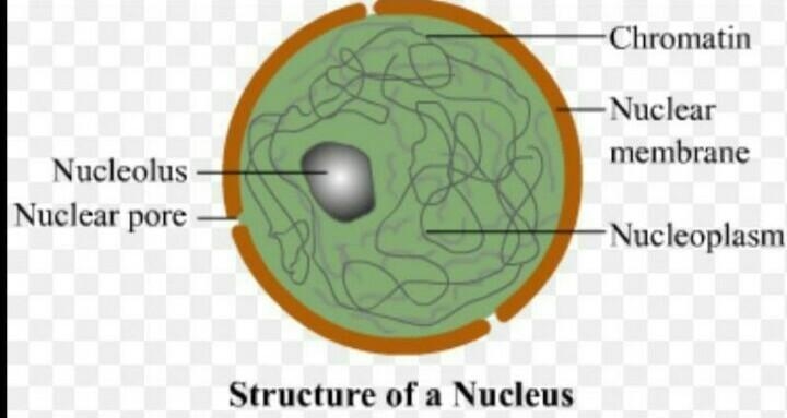 Define nucleus and its parts with a neat labelled diagram... ​-example-1