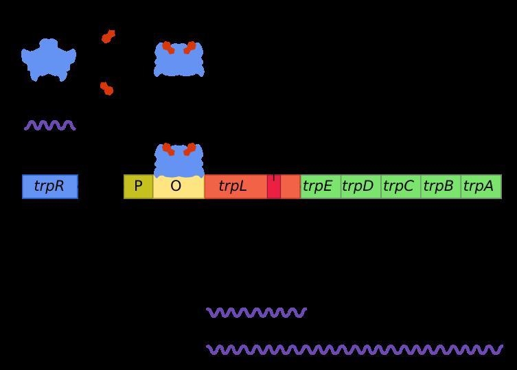 What is the difference between a repressible operon and an inducible operon? Give-example-1