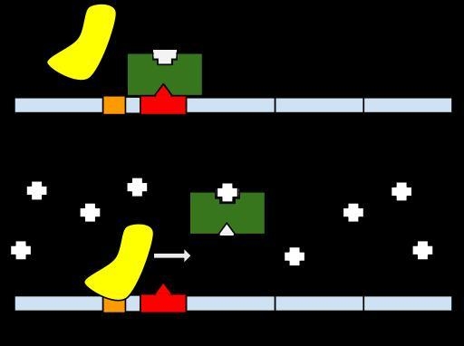 What is the difference between a repressible operon and an inducible operon? Give-example-2