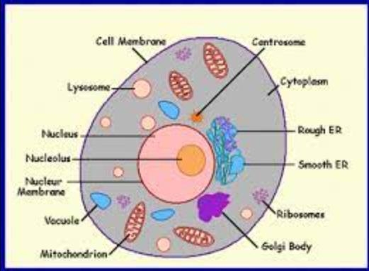 Label the parts of the cell-example-1