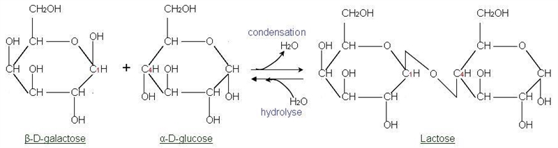 In order for lactose to be digested to produce the two monomers that can be digested-example-1