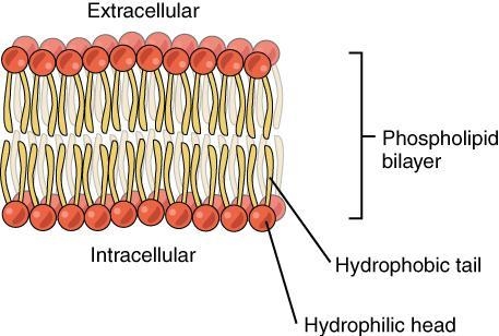 A.hydrophobic tail B.hyrophobic head C.sodium-potassium pump D.ATP-example-1