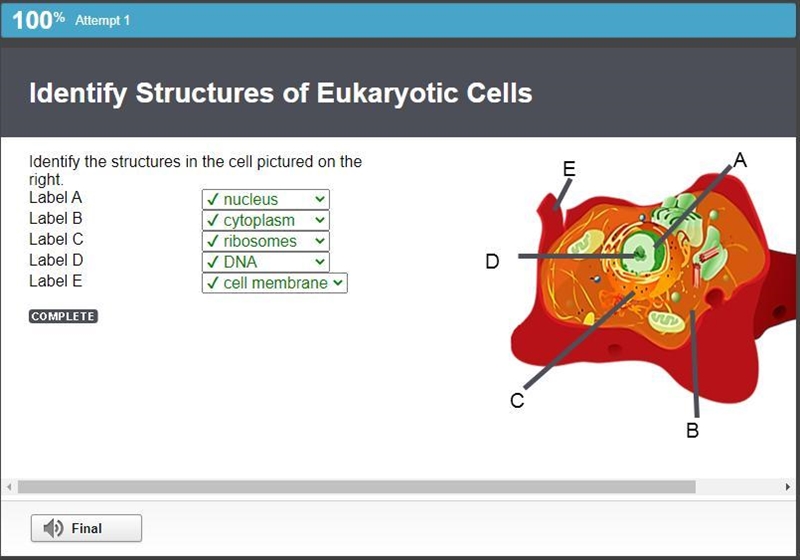 Identify the structures in the cell pictured on the right. Label A Label B Label C-example-1