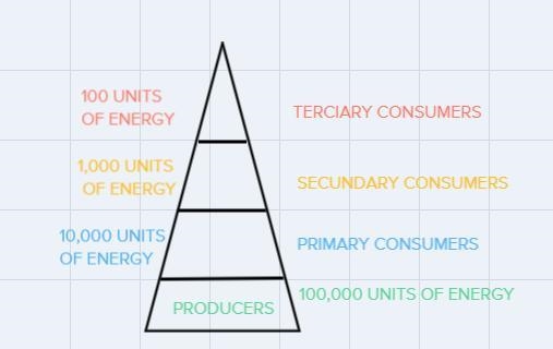 7. In the space below, construct an ecological pyramid for your ecosystem. Include-example-1