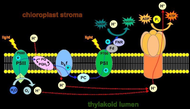 How is radiant energy from the sun transformed to chemical energy in plants-example-1