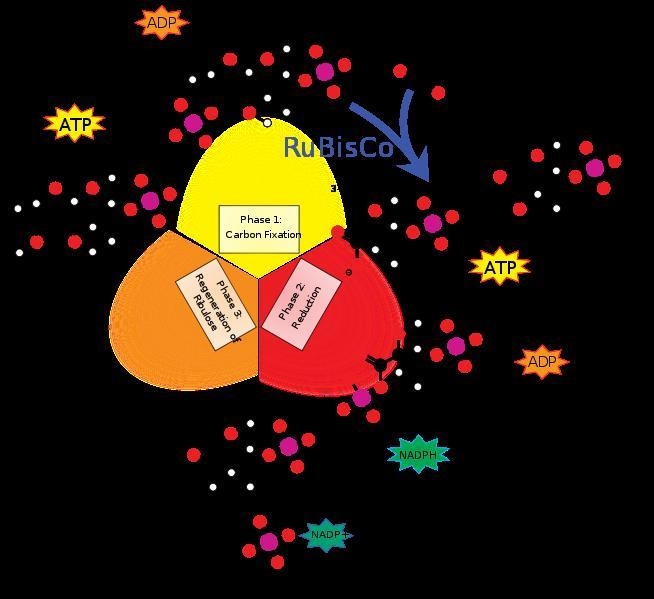 How is radiant energy from the sun transformed to chemical energy in plants-example-2