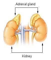 Adrenaline is released by which gland?-example-1