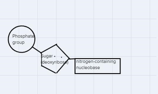 Draw the missing parts of the structure of the DNA molecule-example-2