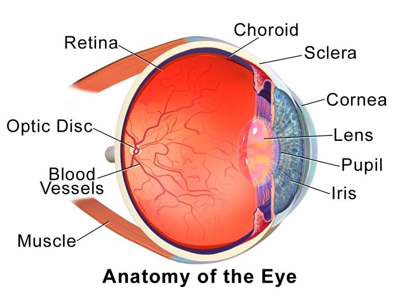 The mammalian eye and the parts with its function-example-1