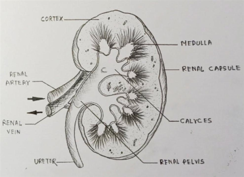 What's more Activity: Identify the structures and functions of the kidney. ​-example-1