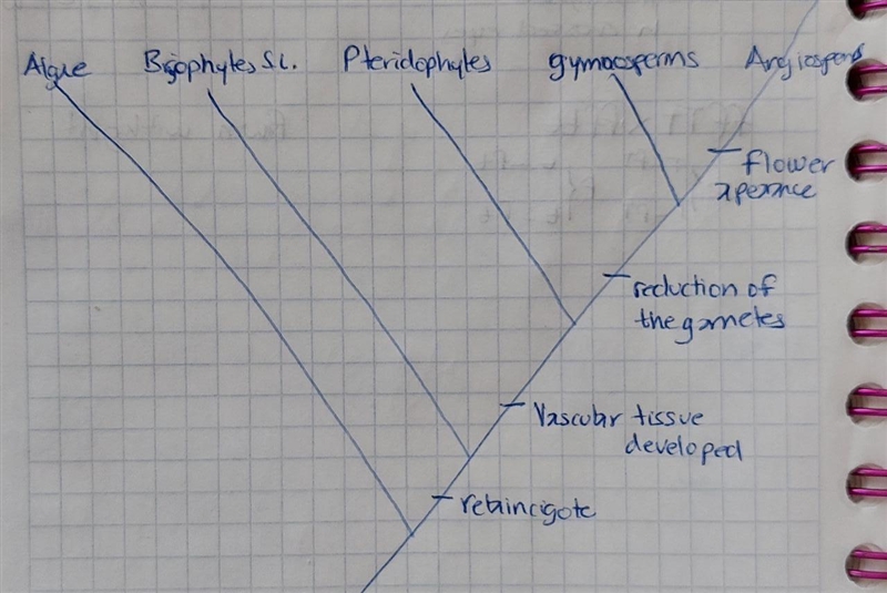 Create a phylogenetic tree of the major groups of plants using green algae as the-example-1