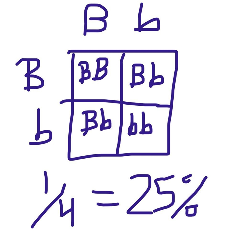 What percentage of Bb x Bb offspring will be bb?-example-1