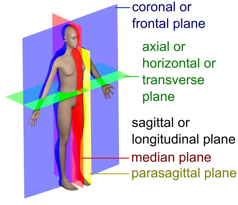 Hello I need help better understanding if the body is in a anatomical position what-example-1