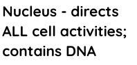 Differences between nucleus and vacuole​-example-1