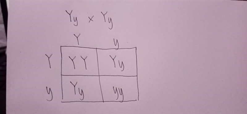 Cross two of the heterozygous F1 offspring Yy x Yy.What is the genotypic ratio of-example-1