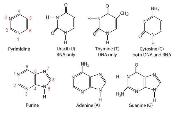 Which of the following is a feature of the nucleotide-example-1