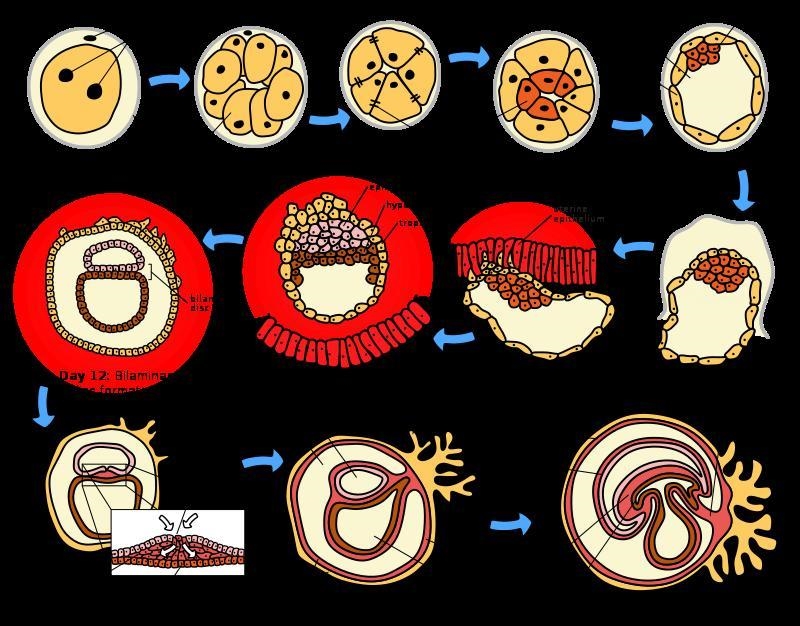 Which of the following changes takes place during the first trimester of awoman's-example-1