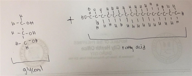 Draw the monomers of a lipid (glycerol + fatty acids)-example-1