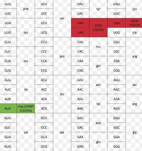 If molecules of mRNA have the following nucleotide base sequences, what will be the-example-1